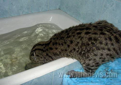 Felis%20viverrina_Jon_107.webp