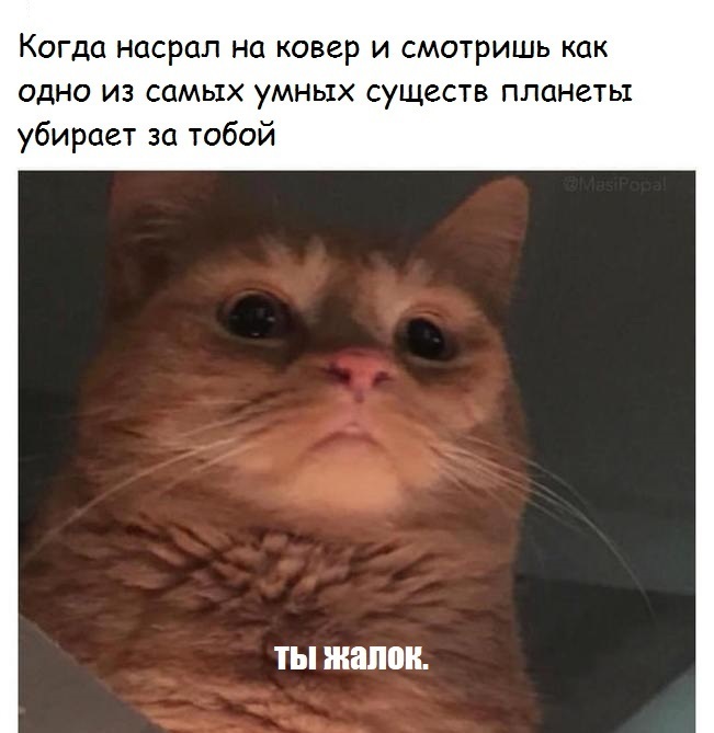 ffbfj2.jpg