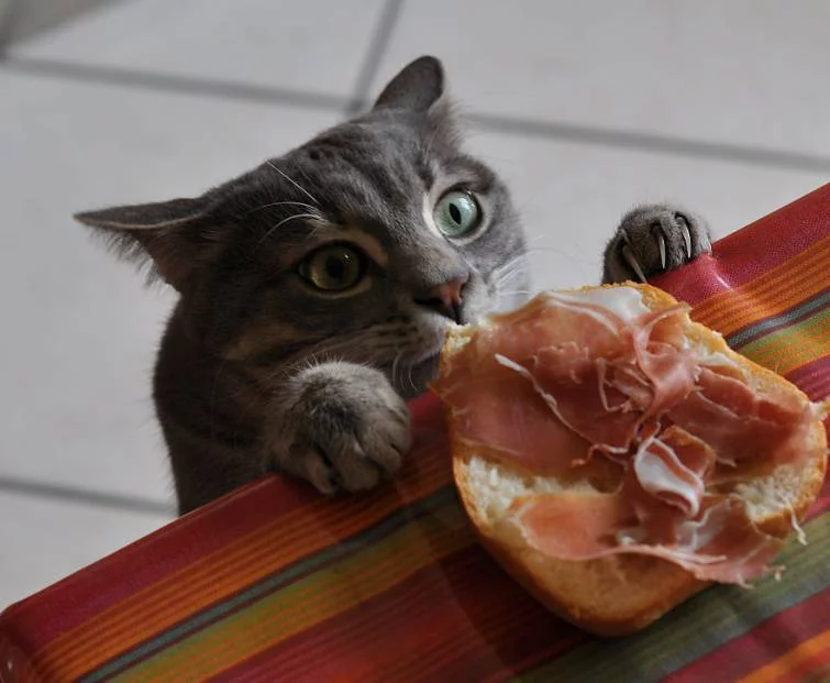 ffc1je.webp