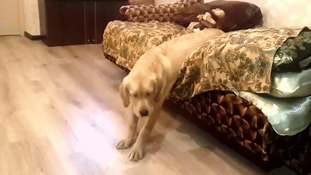 ffeg2c.gif