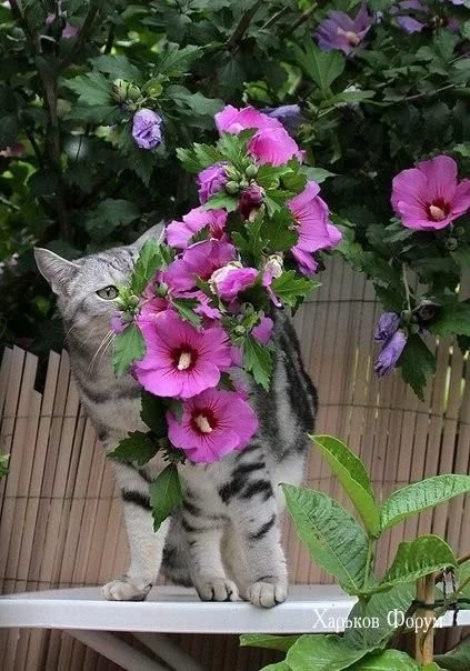 fff876e1a39877627ed5f8e.webp