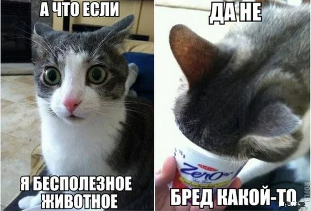 fg2cdd.webp