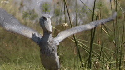 fgbc4a.gif