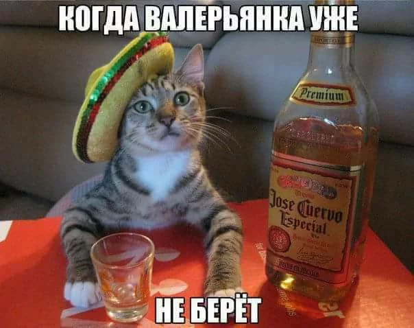 fgfg4f.webp