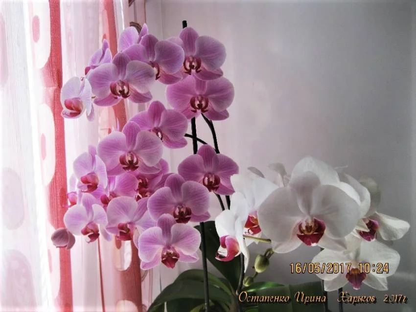 fha3gc.webp