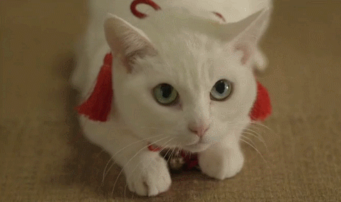 fheg9f.gif