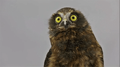 fhjd9e.gif