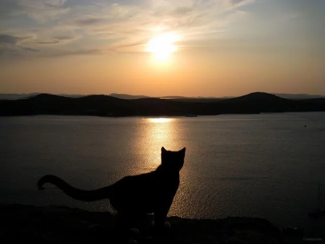 FHnwbvT4Wdo.webp