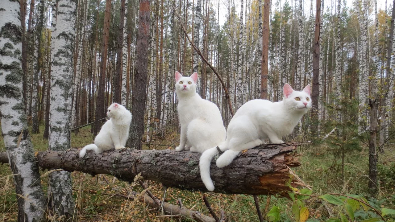 fhSYWPiwbVQ.webp