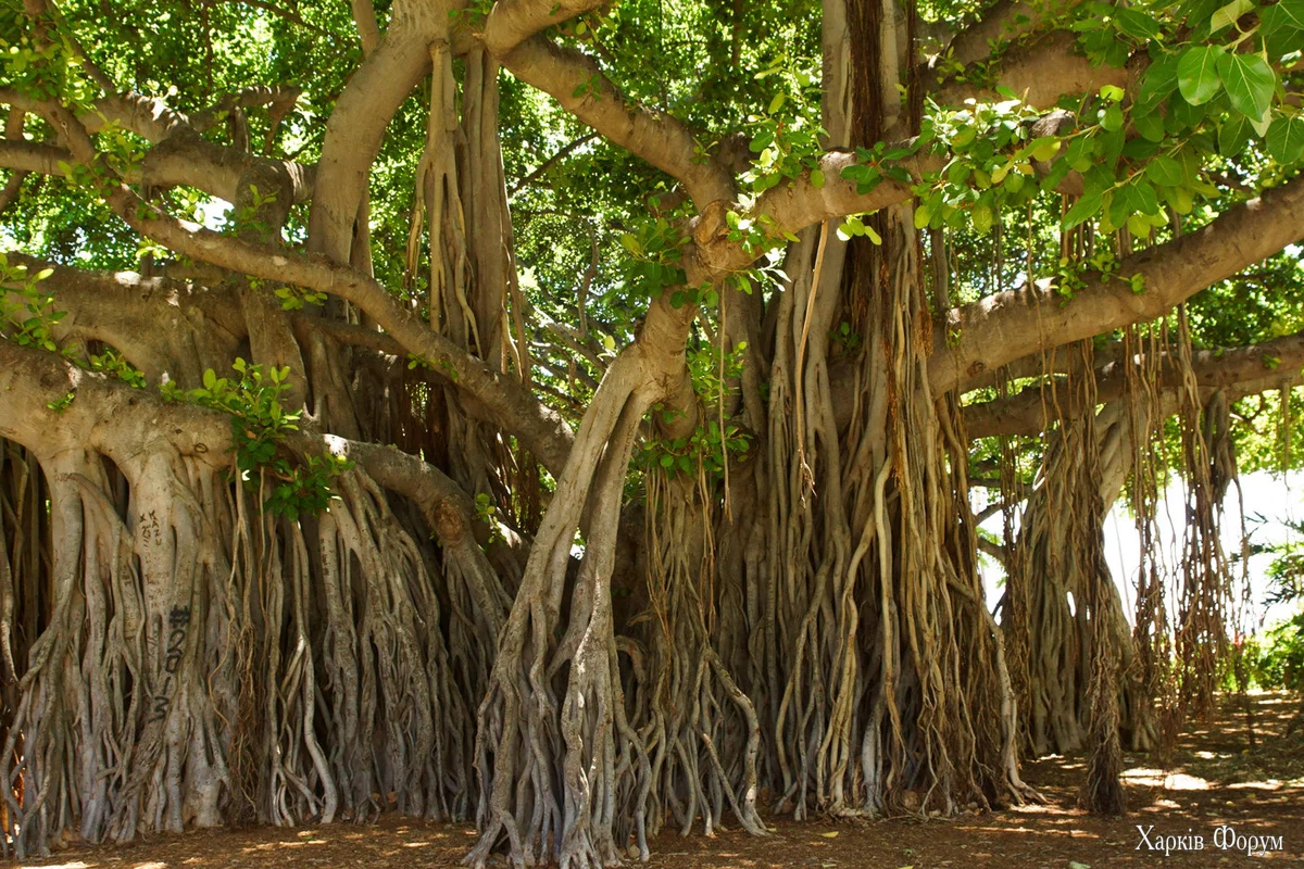 ficus-religiosa-3_2_3.webp
