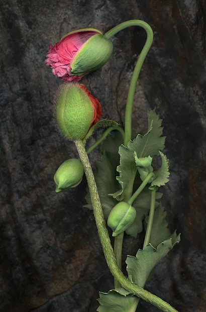 first_caress.webp