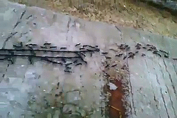 fj8gjc.gif