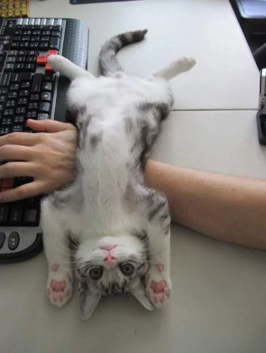 fjdb5a.webp