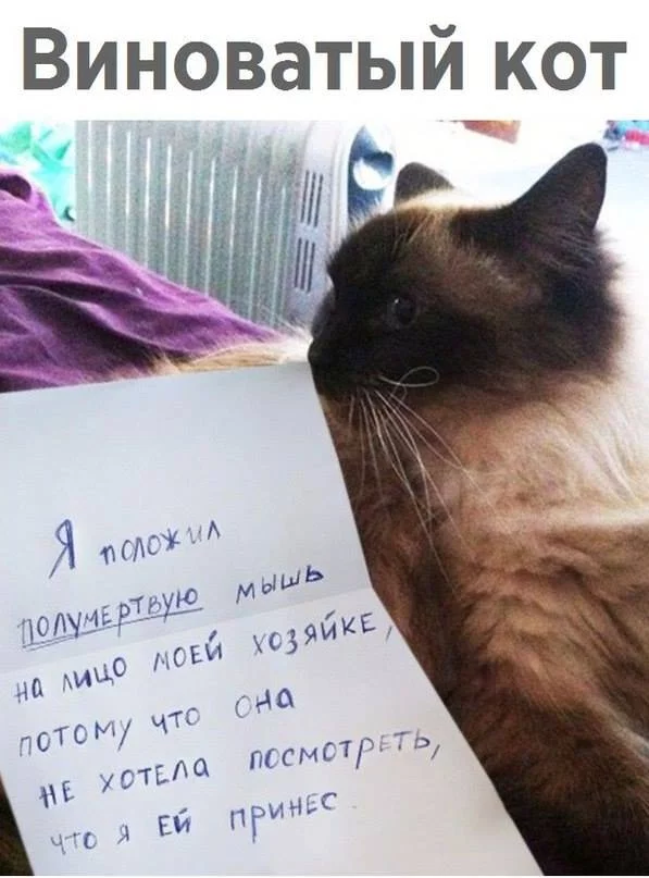 fjddh6.webp
