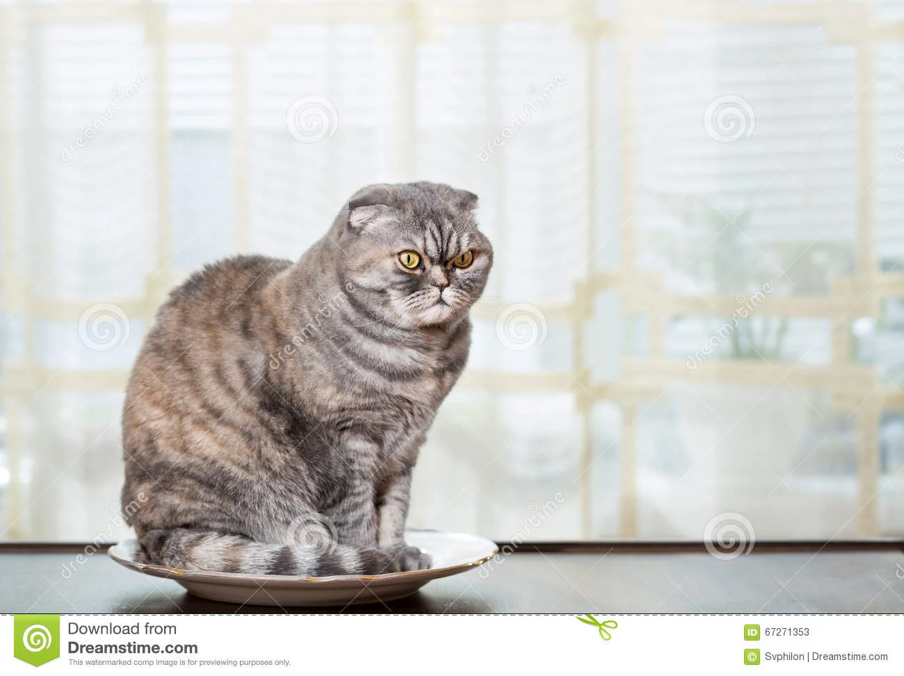 fjedg1.webp