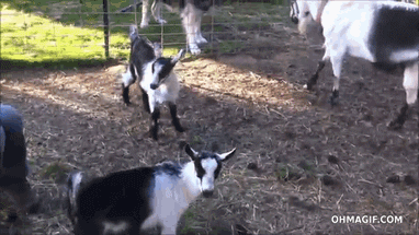 fjegb3.gif