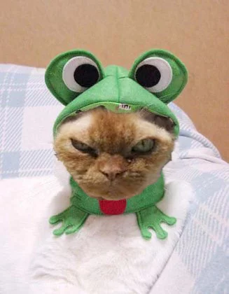 fjfj8a.webp