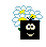 fl.gif