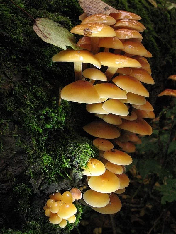 Flammulina_velutipes_2_VMocrous_20061007.webp