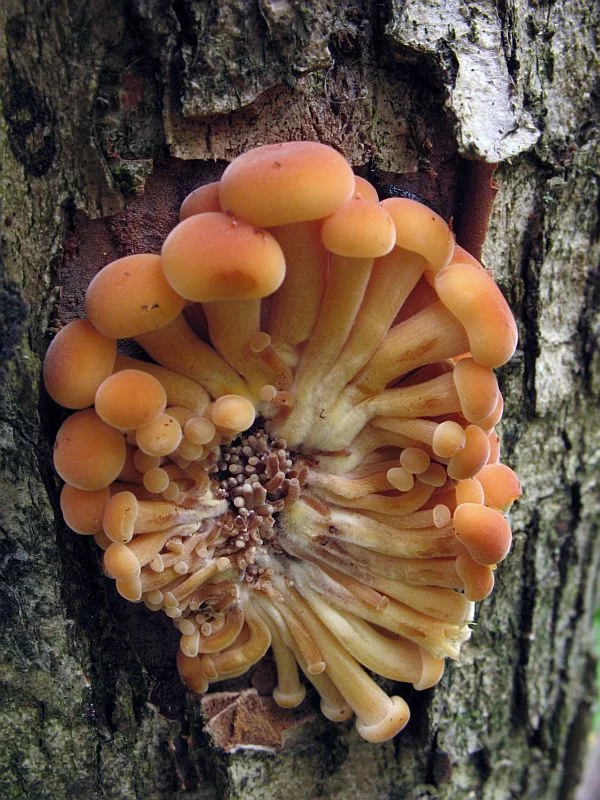 Flammulina_velutipes_2_VMocrous_20061202.webp