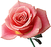 flom05322.gif