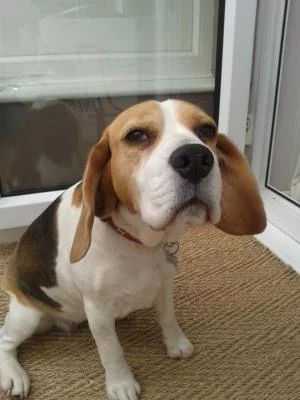 florence-the-beagle_0.webp