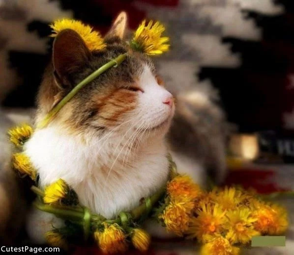Flower_Cat.webp