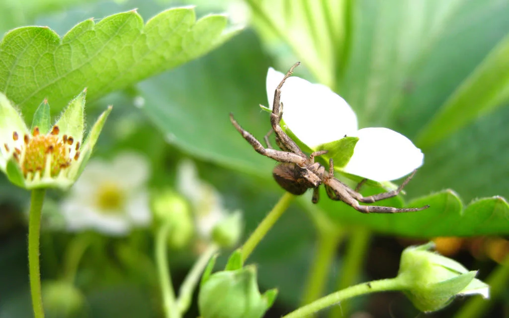 flower_spider_by_a_sha_f-d64qmbl.webp