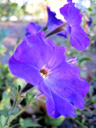 flowers_by_a_sha_f-d5guye1.webp