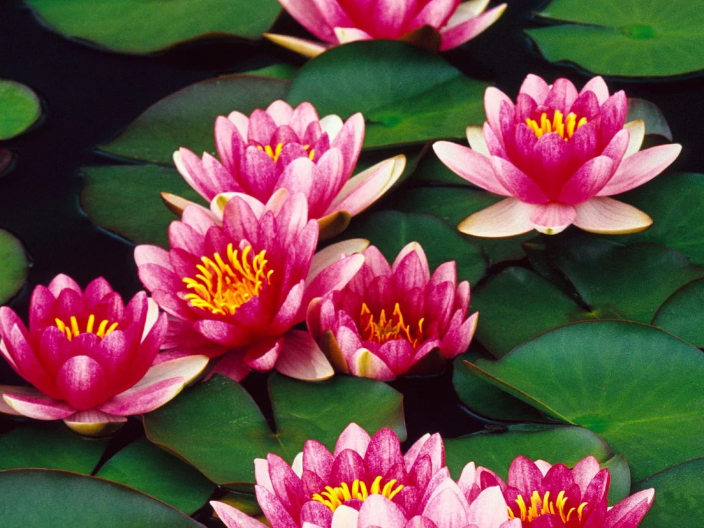 flowerses_052.webp