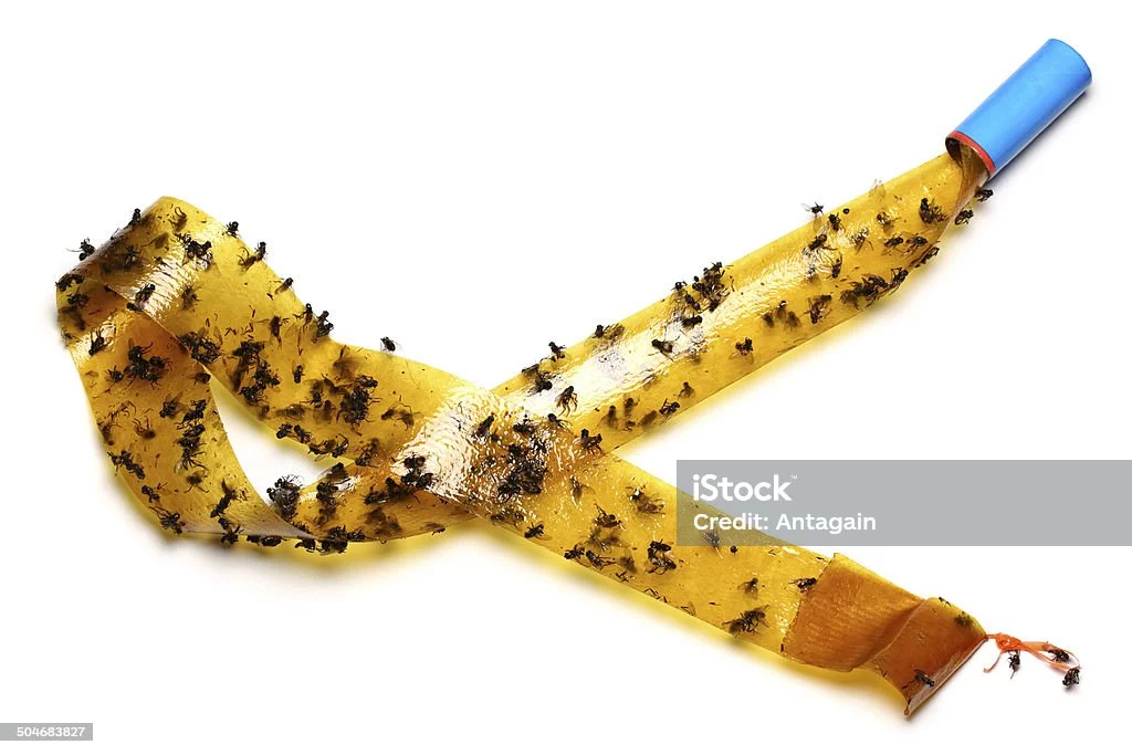 fly-paper-picture-id504683827.webp