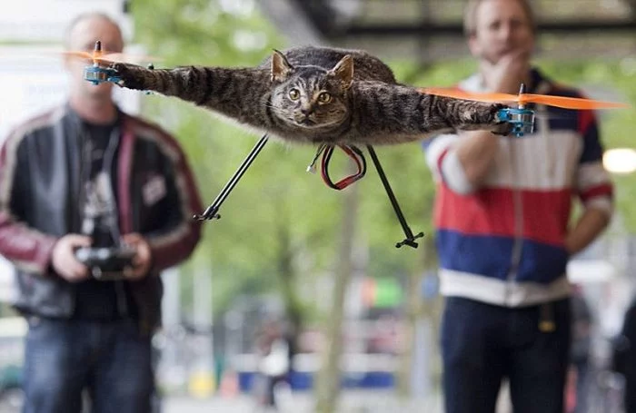 flying-cat-1.webp