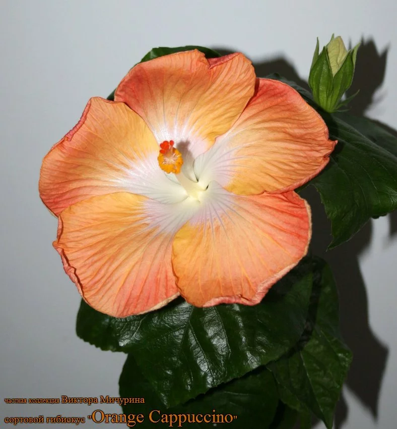fOiR3.webp