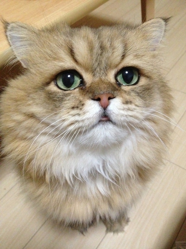Foo-Chan-the-Disappointed-Cat-002.jpg