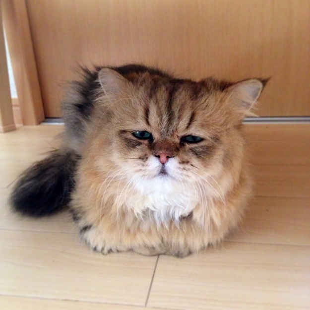 Foo-Chan-the-Disappointed-Cat-003.jpg