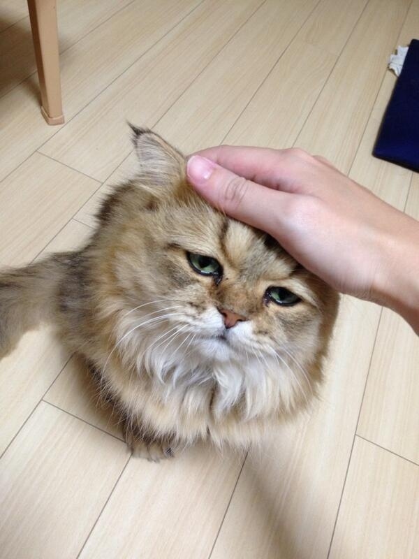 Foo-Chan-the-Disappointed-Cat-007.jpg