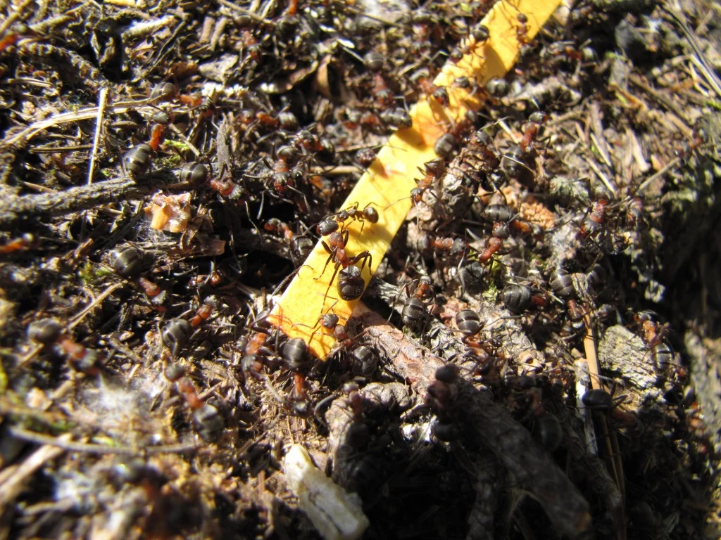 formic-acid-and-ants-6.webp