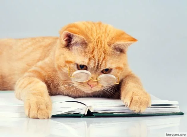 foto-cat2.webp