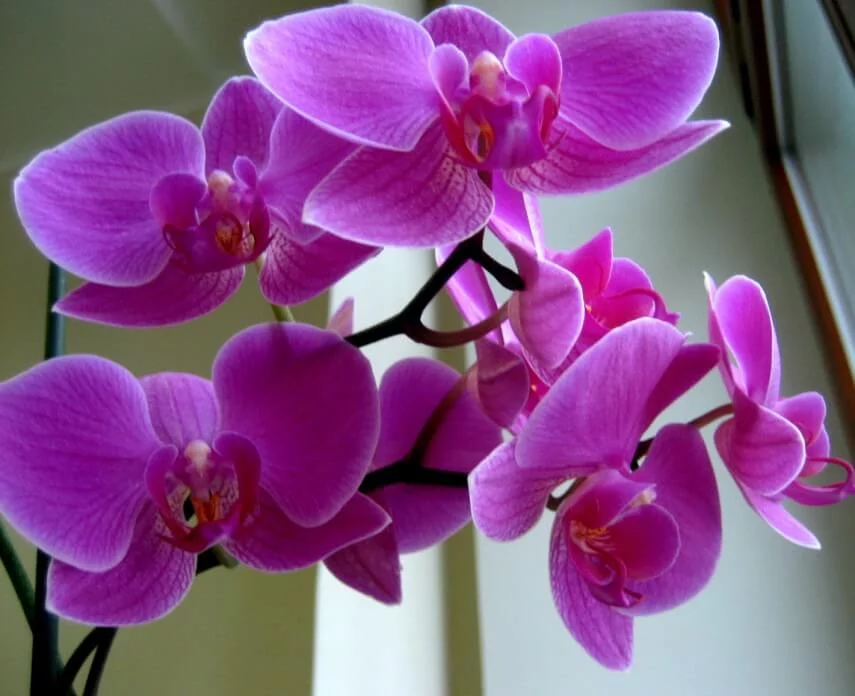 foto-orhidej-1.webp
