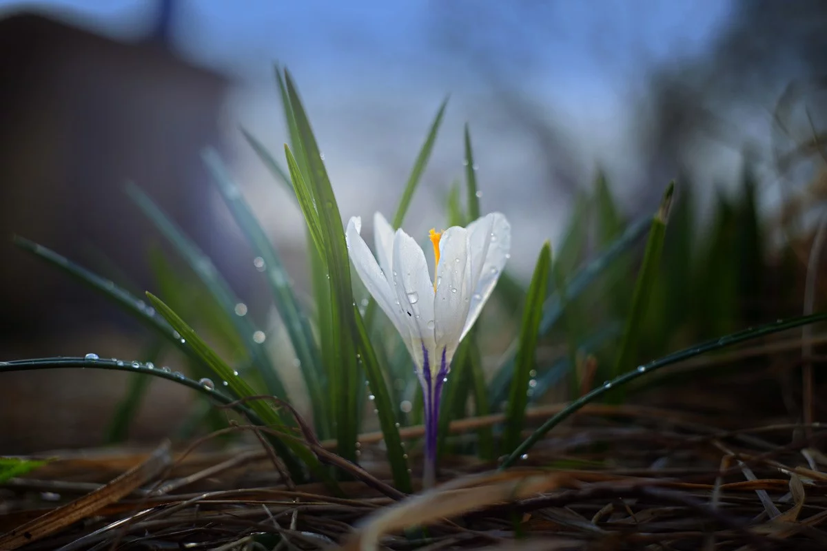 fotooboi-krokus-446.webp