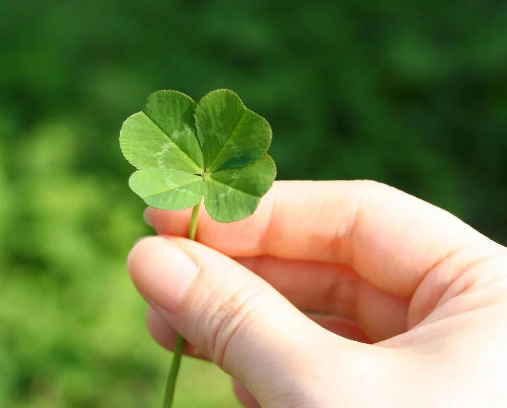 four-leafed-clover.webp
