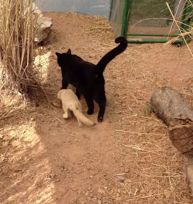 fox-cat-2.webp