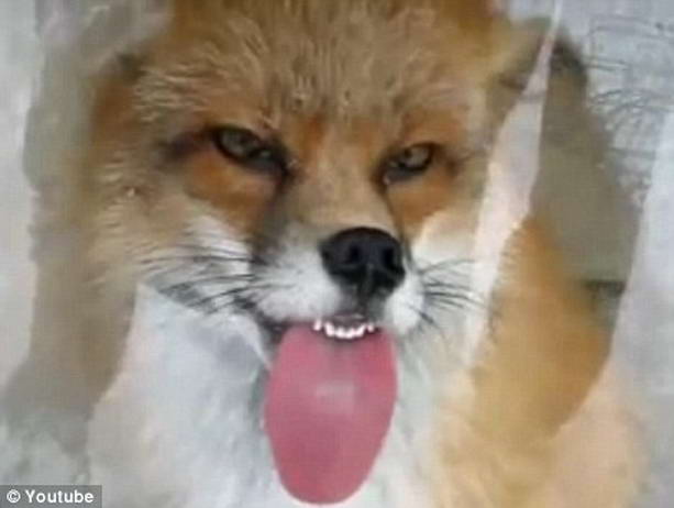 fox.jpg