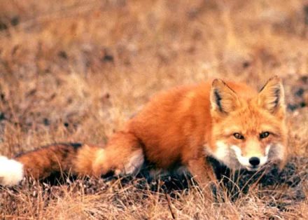 fox_2.webp
