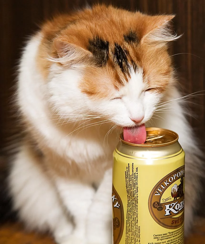 friday_cat.webp
