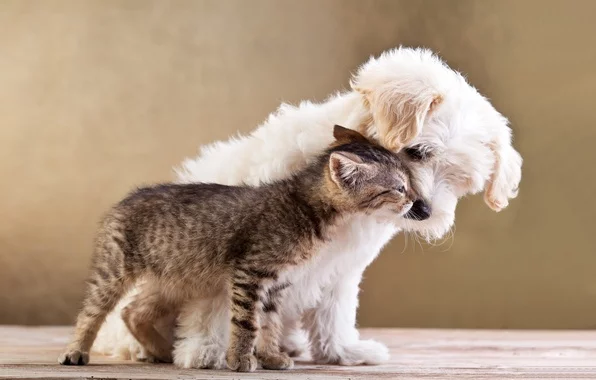 friends-small-dog-and-cat.webp