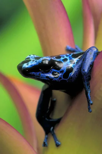 frog_dendrobates.webp