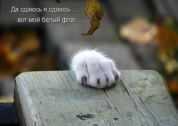 fTQP2wtPWkc.webp