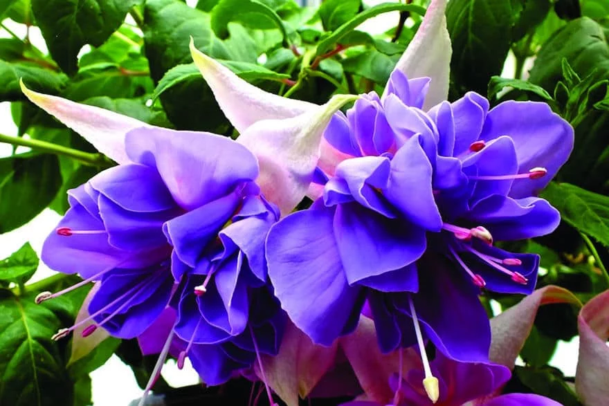 Fuchsia-Giant-Quasar-Flick.webp