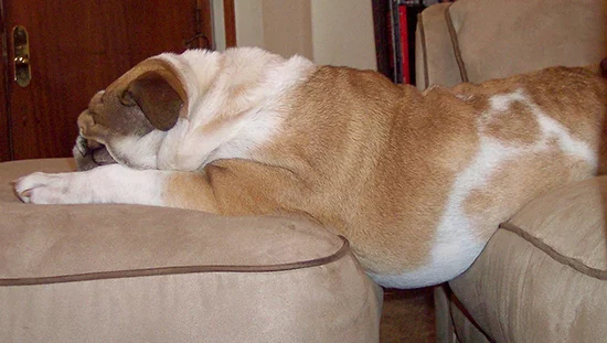 full-bulldog.webp